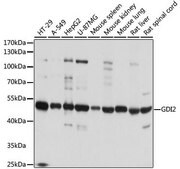 Anti-GDI2 antibody produced in rabbit