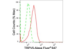 Anti TRPV5 Antibody, clone 24GB1850, Rabbit Monoclonal clone 24GB1850, recombinant rabbit monoclonal, expressed in HEK293 cells