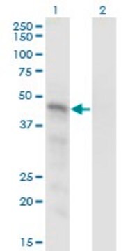 Monoclonal Anti-SNX15 antibody produced in mouse clone 1D4, purified immunoglobulin, buffered aqueous solution