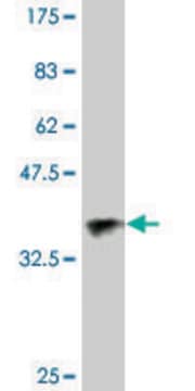 Monoclonal Anti-GSTO1 antibody produced in mouse clone 1B6, purified immunoglobulin, buffered aqueous solution