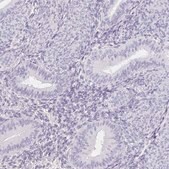 Anti-ITIH2 antibody produced in rabbit Prestige Antibodies&#174; Powered by Atlas Antibodies, affinity isolated antibody, buffered aqueous glycerol solution