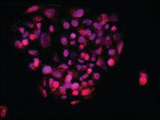 Anti-TDP-43 (C-terminal) antibody produced in rabbit ~1.0&#160;mg/mL, affinity isolated antibody, buffered aqueous solution
