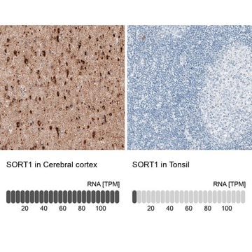 Monoclonal Anti-SORT1 antibody produced in mouse Prestige Antibodies&#174; Powered by Atlas Antibodies, clone CL6528, purified immunoglobulin, buffered aqueous glycerol solution