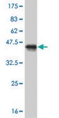 ANTI-SURB7 antibody produced in mouse clone 2D9, purified immunoglobulin, buffered aqueous solution