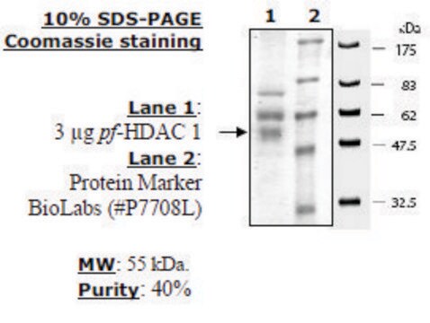 HDAC 1 from Plasmodium falciparum recombinant, expressed in baculovirus infected insect cells, &#8805;40% (SDS-PAGE)