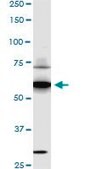 Monoclonal Anti-SREBF1 antibody produced in mouse clone 4B10, purified immunoglobulin, buffered aqueous solution