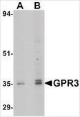 Anti-GPR3 antibody produced in rabbit affinity isolated antibody, buffered aqueous solution