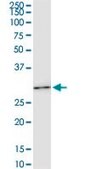 Monoclonal Anti-HOXC6 antibody produced in mouse clone 2A4, purified immunoglobulin, buffered aqueous solution
