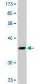 Monoclonal Anti-DAZAP1, (C-terminal) antibody produced in mouse clone 2F6, purified immunoglobulin, buffered aqueous solution
