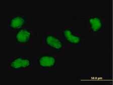 Monoclonal Anti-H3F3B antibody produced in mouse clone 2D7-H1, purified immunoglobulin, buffered aqueous solution