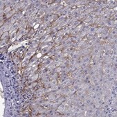 Anti-AQP9 Prestige Antibodies&#174; Powered by Atlas Antibodies, affinity isolated antibody