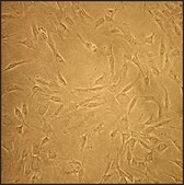 Feline Marrow Stromal Cells (Cryovial)