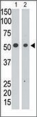 Anti-SIGLEC11 (N-term) antibody produced in rabbit IgG fraction of antiserum, buffered aqueous solution