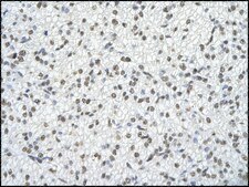 Anti-SFRS10 IgG fraction of antiserum