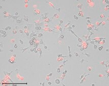 Human Microglia Human iPSC line, Fully differentiated, Healthy Male Control (no known neurological disorders), Cryopreserved