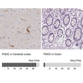 Anti-PNOC antibody produced in rabbit Prestige Antibodies® Powered by Atlas Antibodies, affinity isolated antibody