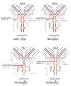 FabRICATOR® for cleaving 2 mg IgG, 2000 U/vial