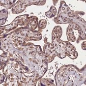 抗-DNAJB9 兔抗 Prestige Antibodies® Powered by Atlas Antibodies, affinity isolated antibody, buffered aqueous glycerol solution