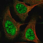 Anti-CWF19L2 antibody produced in rabbit Prestige Antibodies&#174; Powered by Atlas Antibodies, affinity isolated antibody, buffered aqueous glycerol solution