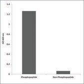 Anti-phospho-BTK (pTyr551) antibody produced in rabbit affinity isolated antibody