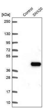 Anti-SNX20 antibody produced in rabbit Prestige Antibodies&#174; Powered by Atlas Antibodies, affinity isolated antibody, buffered aqueous glycerol solution