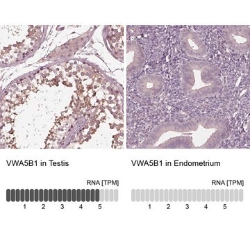 Anti-VWA5B1 antibody produced in rabbit Prestige Antibodies&#174; Powered by Atlas Antibodies, affinity isolated antibody