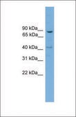 Anti-DNM1L, (N-terminal) antibody produced in rabbit affinity isolated antibody
