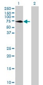 Anti-MPP3 antibody produced in mouse purified immunoglobulin, buffered aqueous solution