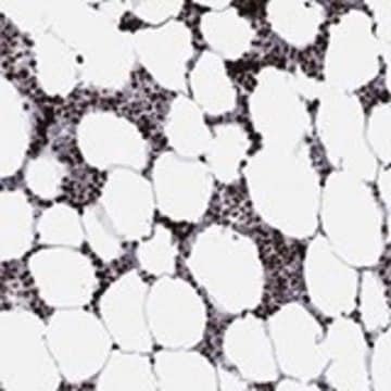 Anti-MFSD14A antibody produced in rabbit Prestige Antibodies® Powered by Atlas Antibodies, affinity isolated antibody, buffered aqueous glycerol solution