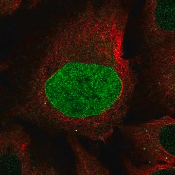 Anti-CAPN8 antibody produced in rabbit Prestige Antibodies&#174; Powered by Atlas Antibodies, affinity isolated antibody