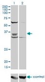 Monoclonal Anti-PAX9 antibody produced in mouse clone 4B9, purified immunoglobulin, buffered aqueous solution