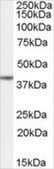 Anti-NANOG antibody produced in goat affinity isolated antibody, buffered aqueous solution