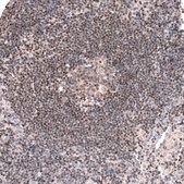 Monoclonal Anti-Pax5 Antibody Produced In Mouse Prestige Antibodies® Powered by Atlas Antibodies, clone CL14550, affinity isolated antibody, buffered aqueous glycerol solution