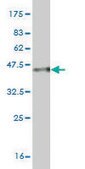 ANTI-MYO3A antibody produced in mouse clone 8H2, purified immunoglobulin, buffered aqueous solution