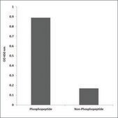 Anti-phospho-CaMK2-&#946;/&#947;/&#948; (pThr287) antibody produced in rabbit affinity isolated antibody
