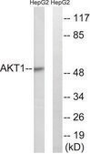 Anti-AKT antibody produced in rabbit affinity isolated antibody