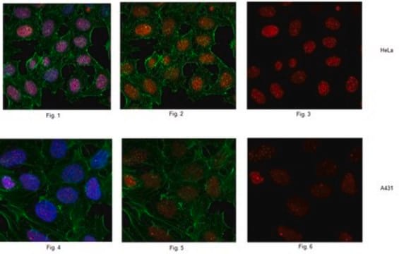 Anti-phospho-Histone H2A.X (Ser139) Antibody, clone JBW301 clone JBW301, from mouse