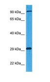 Anti-LRRC33 antibody produced in rabbit affinity isolated antibody