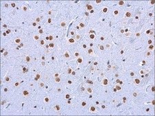 单克隆抗 5-甲基胞嘧啶/5-mC 小鼠抗 clone GT4111, affinity isolated antibody