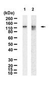 Anti-REV1 Antibody, clone 1G9 ZooMAb® Rabbit Monoclonal recombinant, expressed in HEK 293 cells