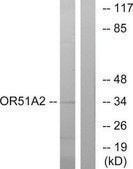 Anti-OR51A2 antibody produced in rabbit affinity isolated antibody