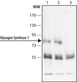 Anti-Glycogen Synthase 1 (N-terminal) antibody produced in rabbit ~1.5 mg/mL, affinity isolated antibody