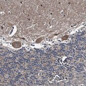 Anti-GALNT8 antibody produced in rabbit Prestige Antibodies&#174; Powered by Atlas Antibodies, affinity isolated antibody, buffered aqueous glycerol solution