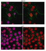 Anti-dimethyl Histone H3 (Lys4) Antibody, Trial Size from rabbit, purified by affinity chromatography