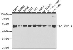 Anti-KAT1/HAT1 antibody produced in rabbit