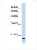 Anti-GADD45B affinity isolated antibody