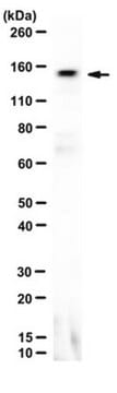 Anti-SAP155/SF3b155 Antibody serum, from rabbit