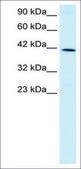 Anti-FOXF2 antibody produced in rabbit IgG fraction of antiserum