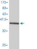 Monoclonal Anti-UBE2G1 antibody produced in mouse clone 1C12-1B2, purified immunoglobulin, buffered aqueous solution