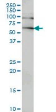 Monoclonal Anti-IRAK2 antibody produced in mouse clone 3G6, purified immunoglobulin, buffered aqueous solution